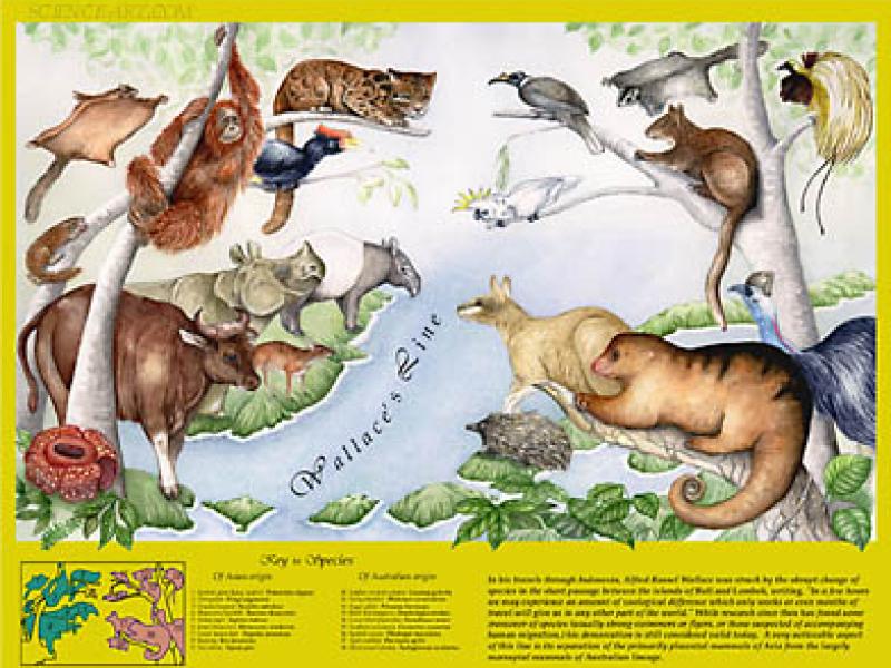 Fotografia #11 da galeria O Arquipélago Malaio / The Malay Archipelago [Alfred Russell Wallace]